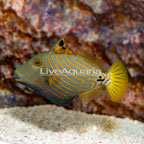 Undulated Triggerfish (click for more detail)