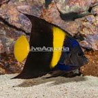Asfur Angelfish (click for more detail)