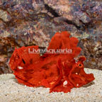 Eschmeyer's Scorpionfish, Orange (click for more detail)