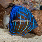 Blue Ring Angelfish, Sub-Adult (click for more detail)
