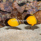 Arabian Butterflyfish, Pair EXPERT ONLY (click for more detail)