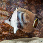 Whiteface Butterflyfish (click for more detail)