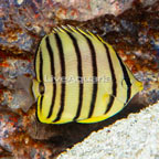 Eight Band Butterflyfish (click for more detail)
