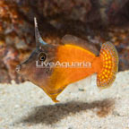 Redtail Filefish (click for more detail)
