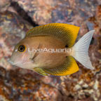 Bristletooth Tomini Tang (click for more detail)