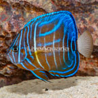 Blue Ring Angelfish, Sub-Adult (click for more detail)