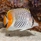 Pearlscale Butterflyfish (click for more detail)
