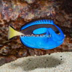 Blue Tang (click for more detail)
