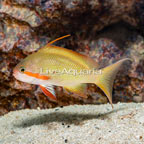 Hutchii Anthias Male (click for more detail)