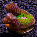LiveAquaria® Pectinia Coral (click for more detail)