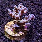 LiveAquaria® Purple Paradise Horrida Acropora Coral (click for more detail)