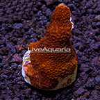 USA Cultured Peach Digitata Montipora Coral (click for more detail)