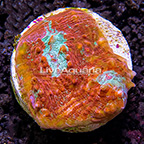 LiveAquaria® Rainbow Chalice Coral (click for more detail)