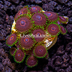 LiveAquaria® Candy Crush Zoanthus IM (click for more detail)