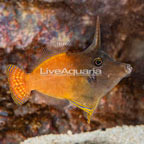 Redtail Filefish (click for more detail)