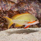 Hutchii Anthias (click for more detail)