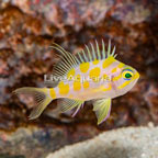Blotched Anthias (click for more detail)