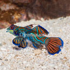 Red Mandarin, Male (click for more detail)