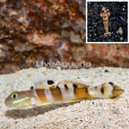 Tiger Watchman Goby With Tiger Snapping Shrimp (click for more detail)