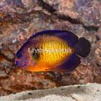 Coral Beauty Angelfish (click for more detail)