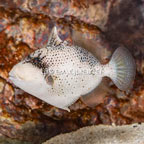 Titan Triggerfish (click for more detail)