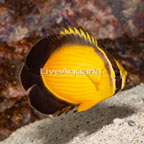 Arabian Butterflyfish (click for more detail)