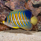 Regal Angelfish EXPERT ONLY (click for more detail)
