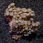 Pink Lemonades Colony Polyp Rock Zoanthus Indonesia IM (click for more detail)