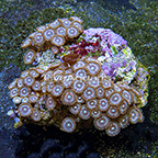 Pucker Pinks Colony Polyp Rock Zoanthus Indonesia IM (click for more detail)