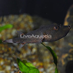 Red Miurus Puffer (click for more detail)