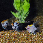 Koi Angelfish (Group of 3) (click for more detail)