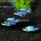 Electric Blue Ram Cichlid (Group of 3) EXPERT ONLY (click for more detail)