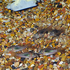Longfin Schultzi Cory Catfish (Group of 5) (click for more detail)