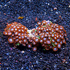 Orange Delight and Radioactive Dragon Eye Colony Polyp Rock Zoanthus Indonesia IM (click for more detail)