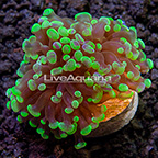 LiveAquaria® Hammer x Frogspawn Hybrid Coral (click for more detail)