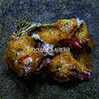 Mushroom Rock Actinodiscus Indonesia (click for more detail)