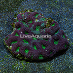 Aussie Acan Brain Coral  (click for more detail)