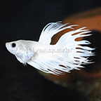 White Crowntail Betta (click for more detail)