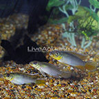 Nanochromis Teugelsi (Group of 3) (click for more detail)