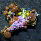 Red People Eater Colony Polyp Rock Zoanthus Indonesia IM (click for more detail)