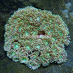 Aussie Duncan Coral  (click for more detail)