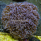 Aussie Hammer Coral  (click for more detail)