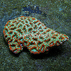 Lord Coral Indonesia (click for more detail)