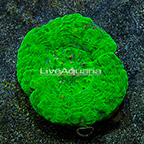 Aussie Scolymia Coral (click for more detail)