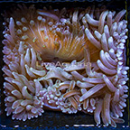 Bubble Tip Anemone Ultra Green (click for more detail)