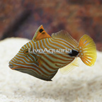 Undulated Triggerfish  (click for more detail)