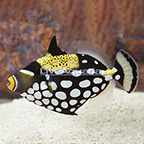 Clown Triggerfish  (click for more detail)