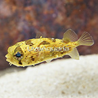 Porcupine Puffer  (click for more detail)