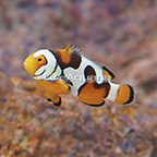 Premium Picasso Percula Clownfish (click for more detail)