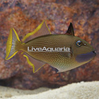Blue Throat Triggerfish, Male (click for more detail)